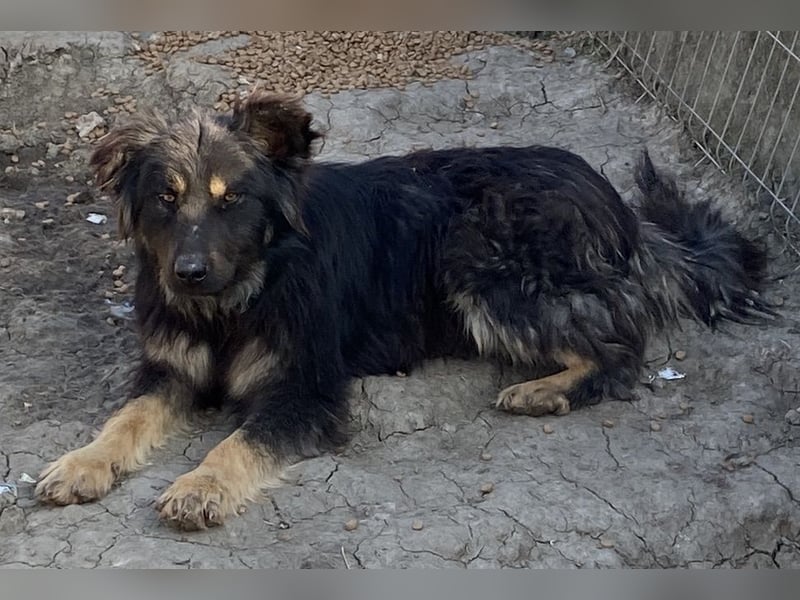 Tijay - wachsam und verschmust