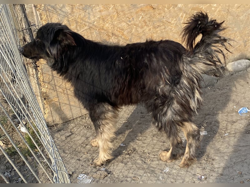 Tijay - wachsam und verschmust