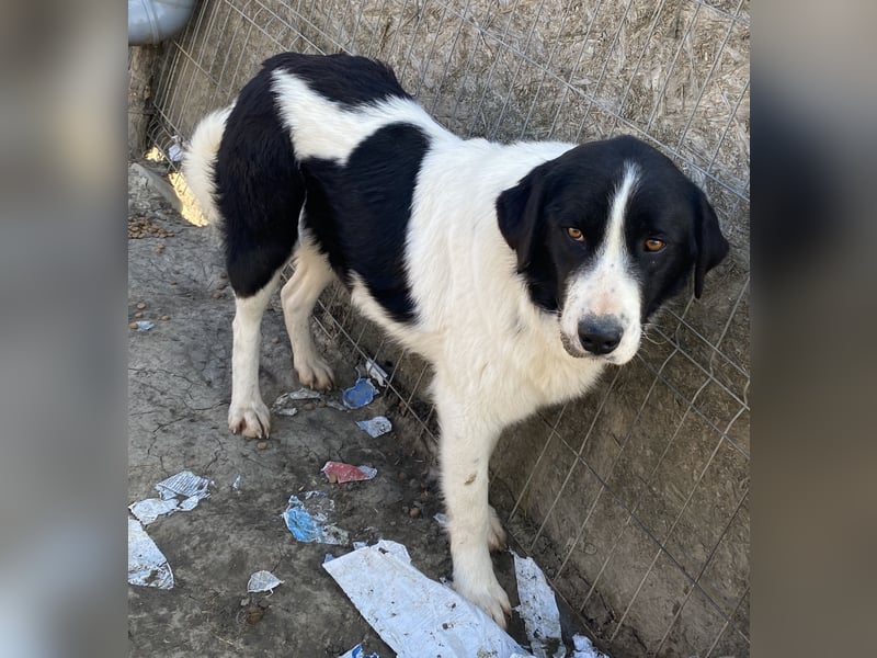 Twister - verträglich und ausgeglichen