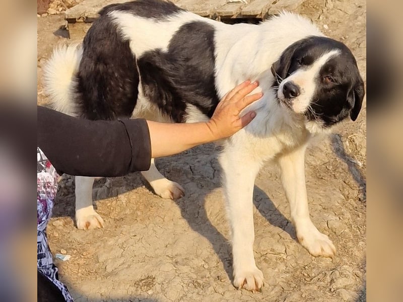 Twister - verträglich und ausgeglichen