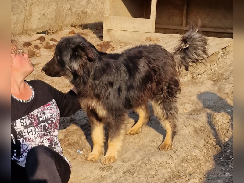 Tijay - wachsam und verschmust