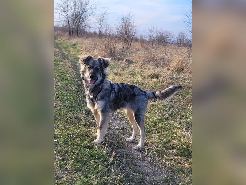 Suki sucht Zuhause als Zweithund