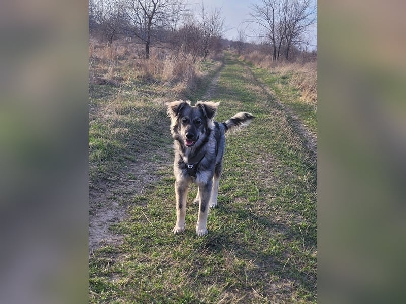 Schüchterne Suki sucht Zuhause als Zweithund