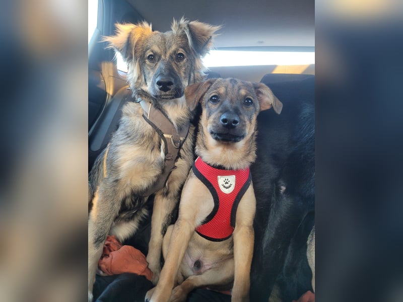 Suki sucht Zuhause als Zweithund