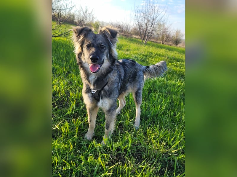 Suki sucht Zuhause als Zweithund