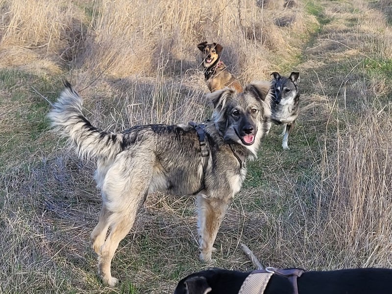 Suki sucht Zuhause als Zweithund