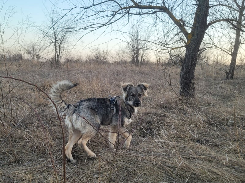 Suki sucht Zuhause als Zweithund