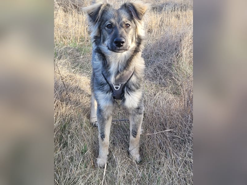 Schüchterne Suki sucht Zuhause als Zweithund