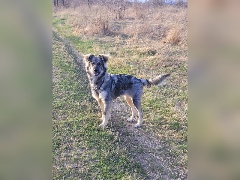 Schüchterne Suki sucht Zuhause als Zweithund