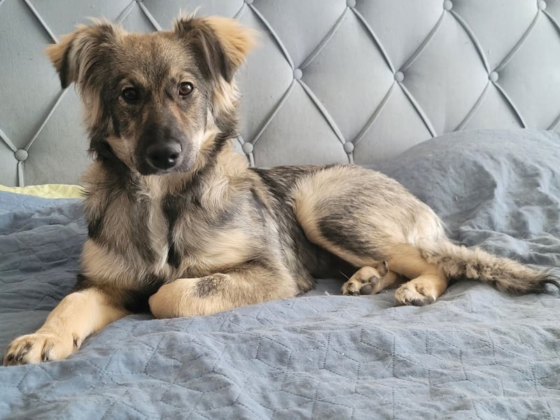 Suki sucht Zuhause als Zweithund