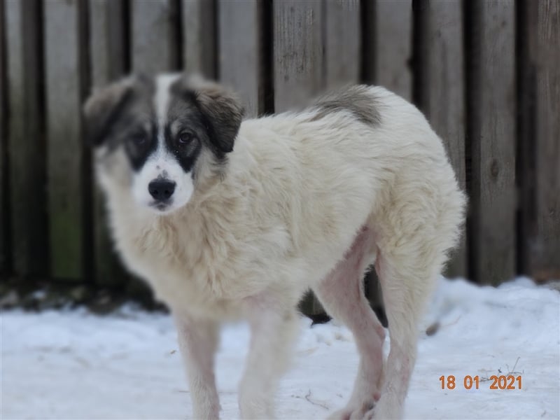 Bärchen - Teenager mit Flausen im Kopf sucht Spielgefährten
