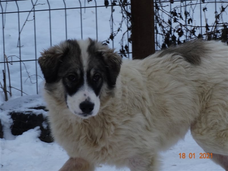 Bärchen - Teenager mit Flausen im Kopf sucht Spielgefährten