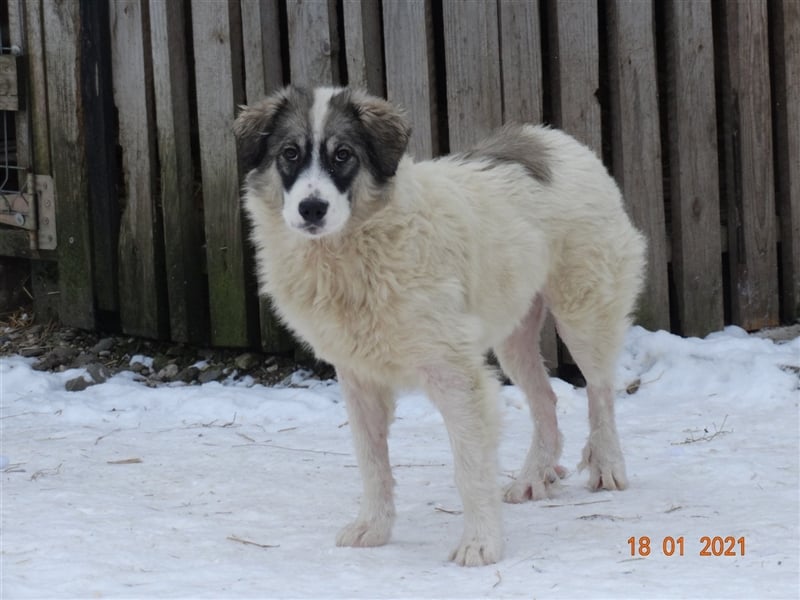 Bärchen - Teenager mit Flausen im Kopf sucht Spielgefährten