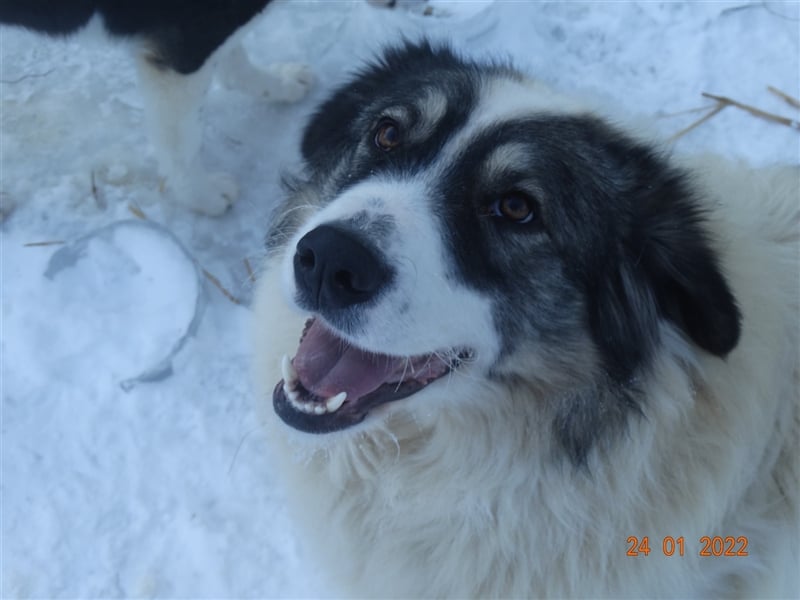 Bärchen - Teenager mit Flausen im Kopf sucht Spielgefährten