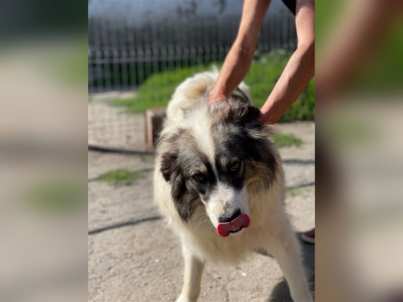 Bärchen - Teenager mit Flausen im Kopf sucht Spielgefährten