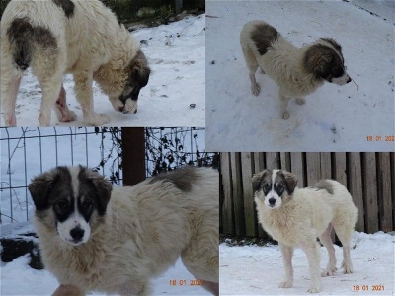 Bärchen - Teenager mit Flausen im Kopf sucht Spielgefährten