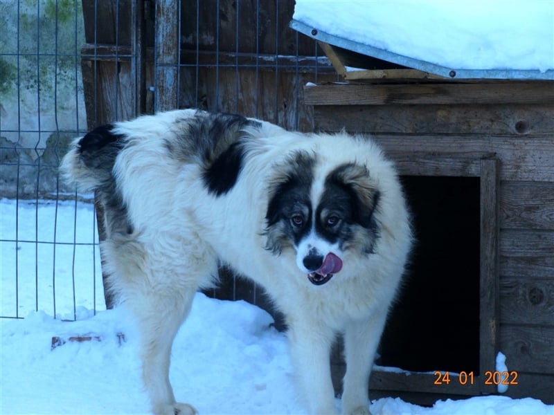 Bärchen - Teenager mit Flausen im Kopf sucht Spielgefährten