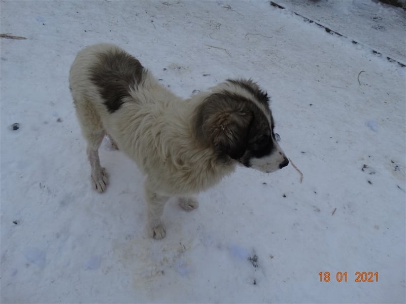 Bärchen - Teenager mit Flausen im Kopf sucht Spielgefährten