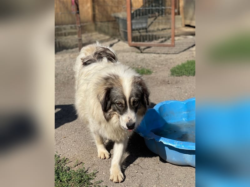 Bärchen - Teenager mit Flausen im Kopf sucht Spielgefährten