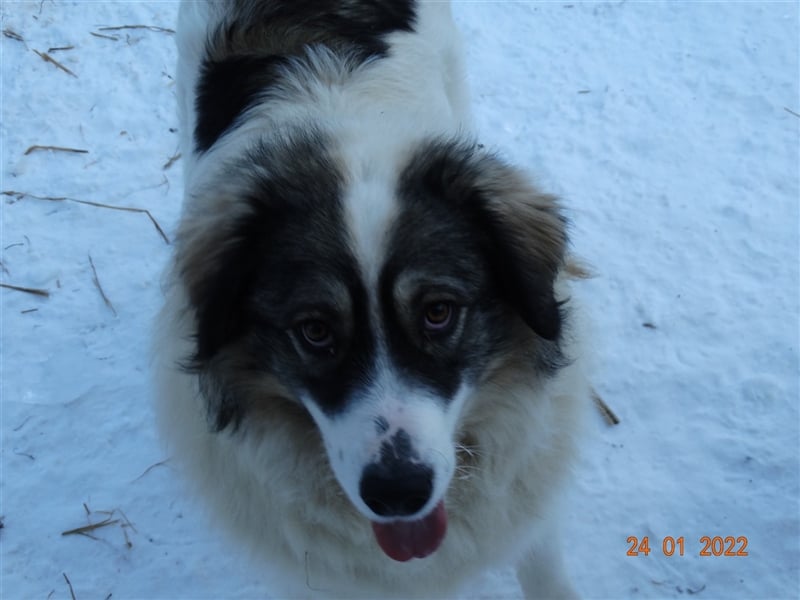 Bärchen - Teenager mit Flausen im Kopf sucht Spielgefährten