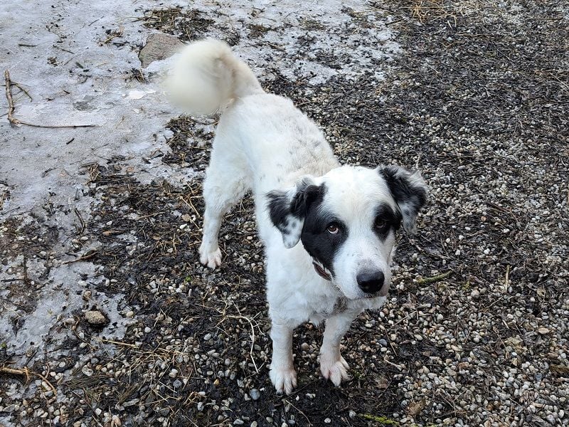 Falco, Ciobanesc Romanesc de Bucovina-Mix, geb. 2019, su. hundeerfahrene Menschen