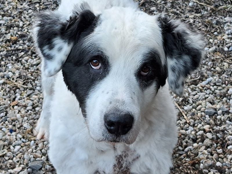 Falco, Ciobanesc Romanesc de Bucovina-Mix, geb. 2019, su. hundeerfahrene Menschen