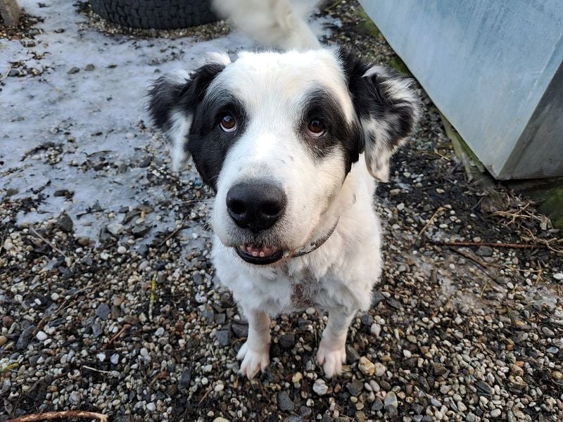 Falco, Ciobanesc Romanesc de Bucovina-Mix, geb. 2019, su. hundeerfahrene Menschen