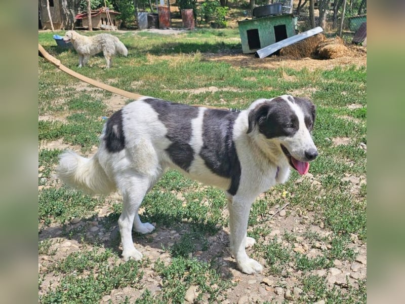 Lady 58 cm geb. 02/2023 ist eine Familienhündin