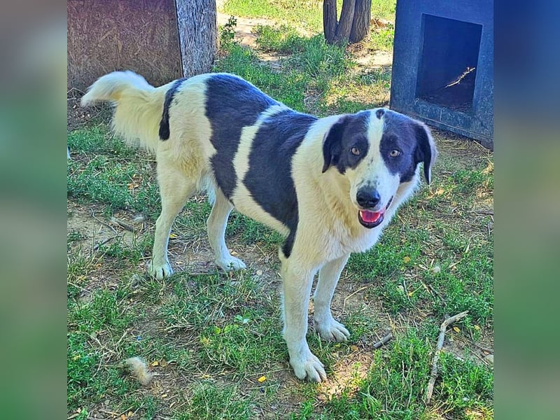 Lady 58 cm geb. 02/2023 ist eine Familienhündin