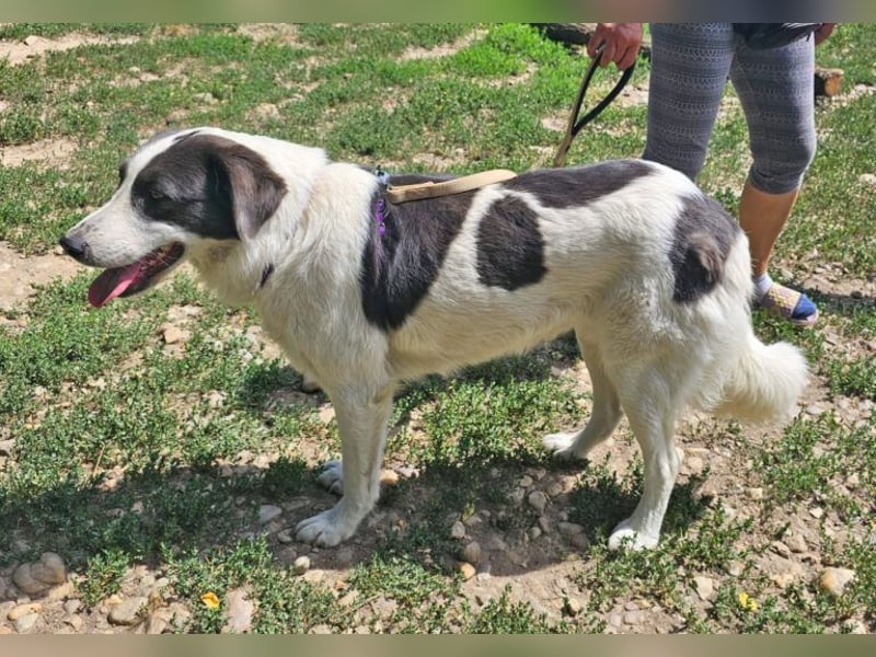 Lady 58 cm geb. 02/2023 ist eine Familienhündin