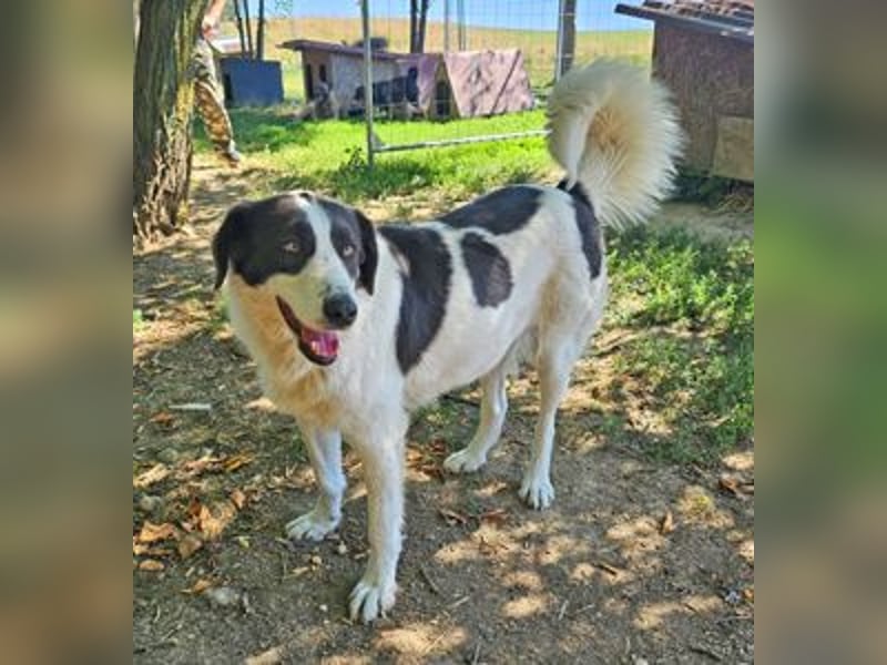 Lady 58 cm geb. 02/2023 ist eine Familienhündin