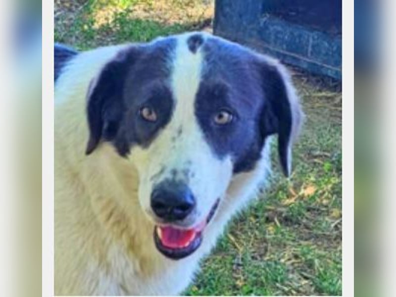 Lady 58 cm geb. 02/2023 ist eine Familienhündin