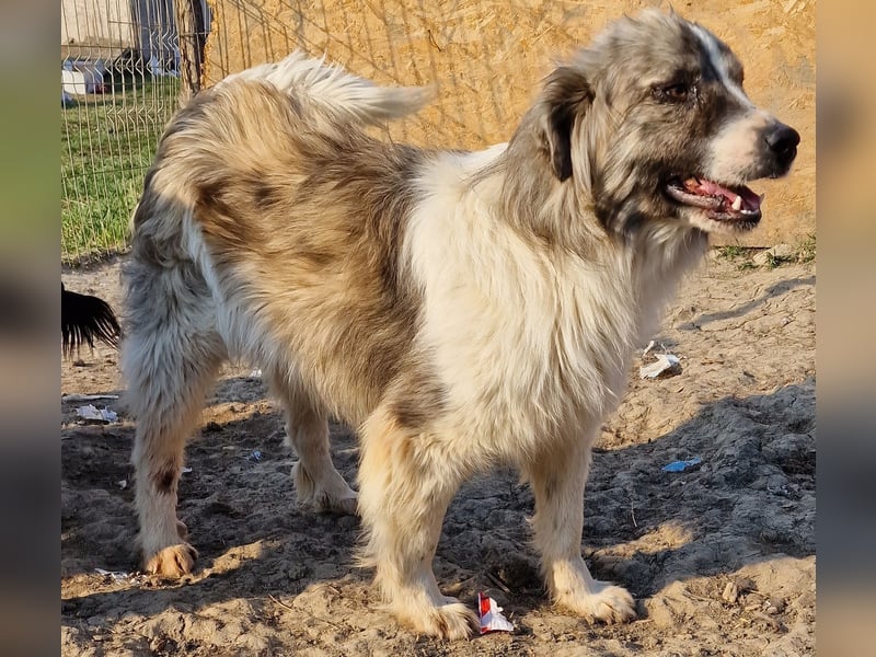 Tequilla - interessiert und wachsam