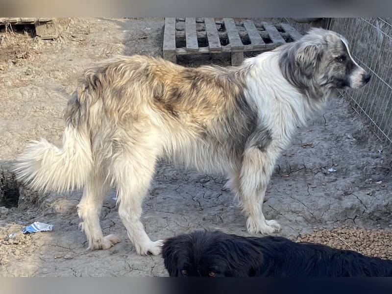 Tequilla - interessiert und wachsam