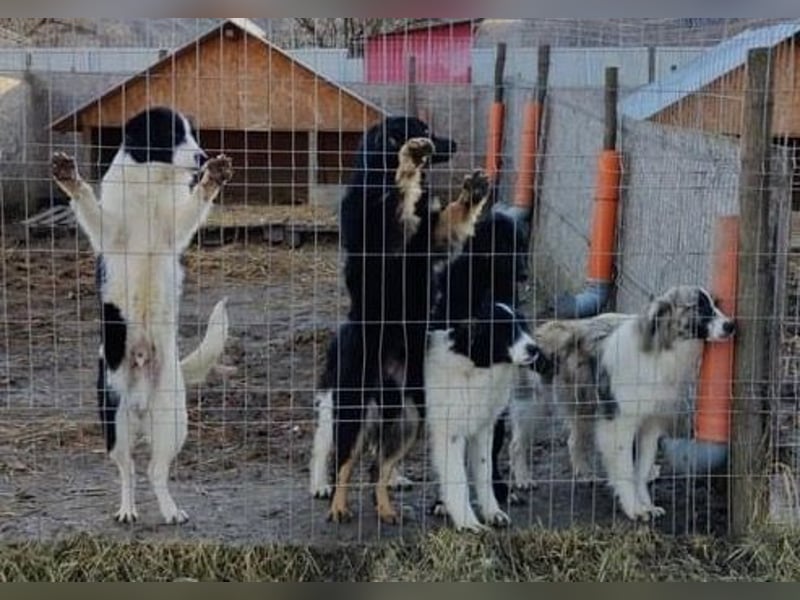 Tequilla - interessiert und wachsam