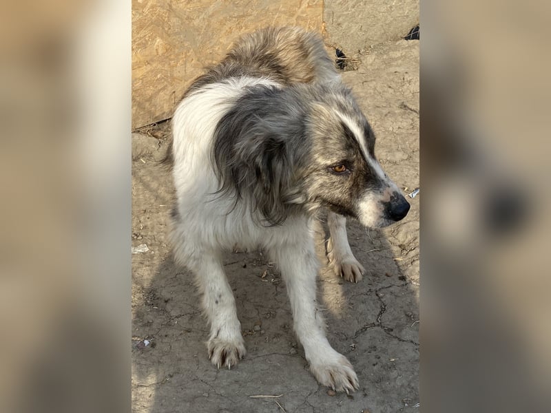 Tequilla - interessiert und wachsam