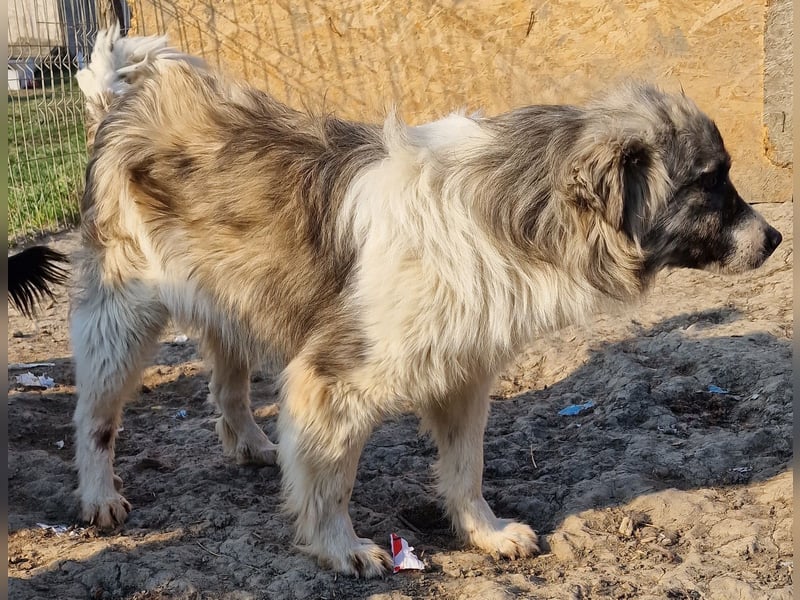 Tequilla - interessiert und wachsam
