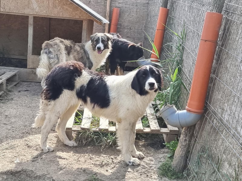 Tequilla - interessiert und wachsam