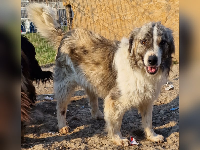 Tequilla - interessiert und wachsam