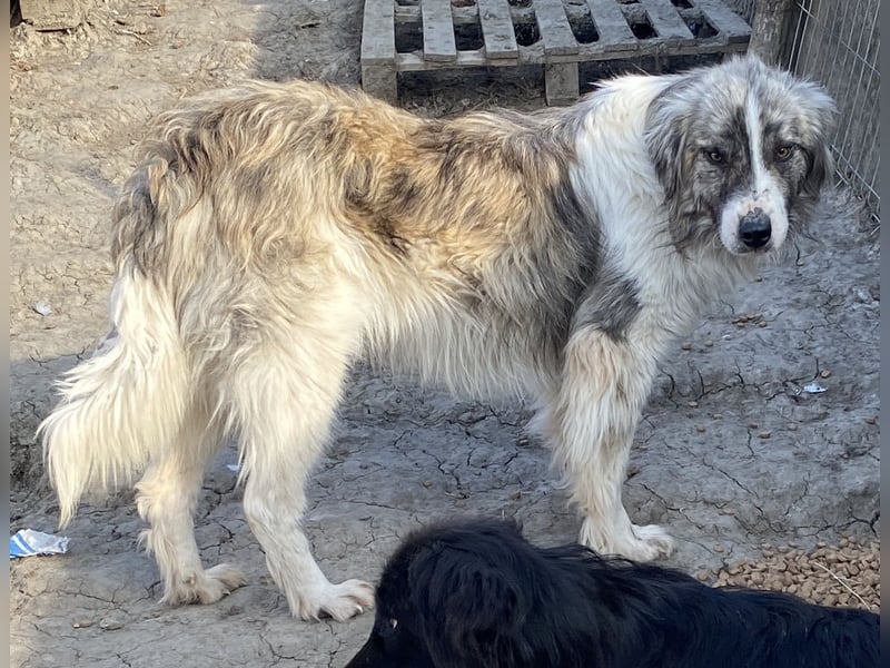 Tequilla - interessiert und wachsam