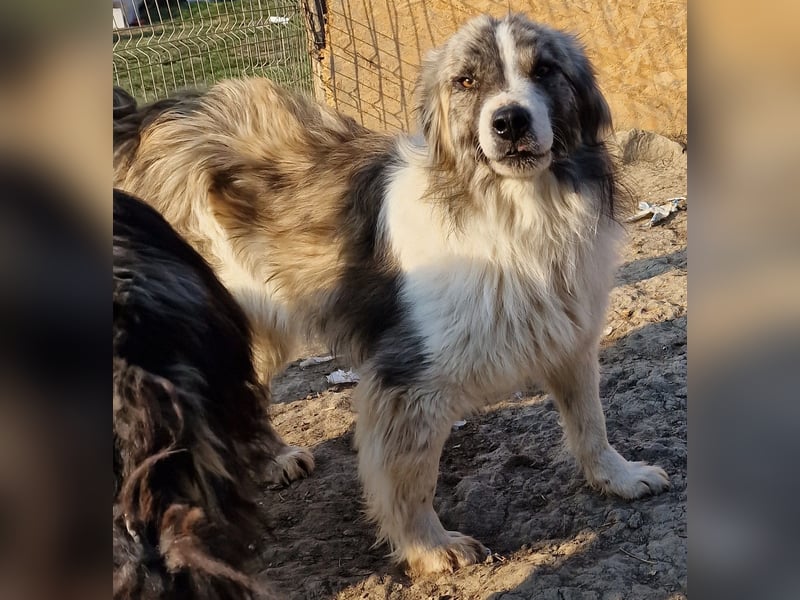 Tequilla - interessiert und wachsam