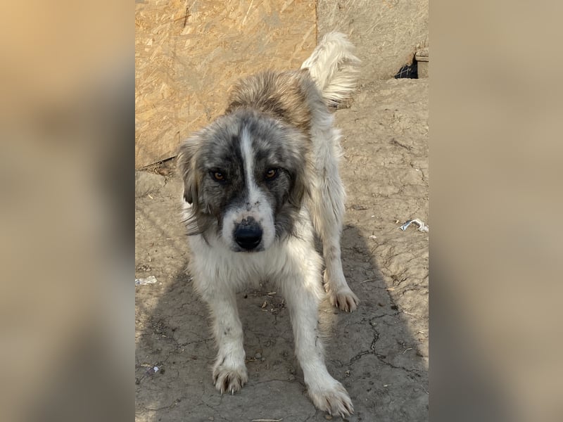 Tequilla - interessiert und wachsam