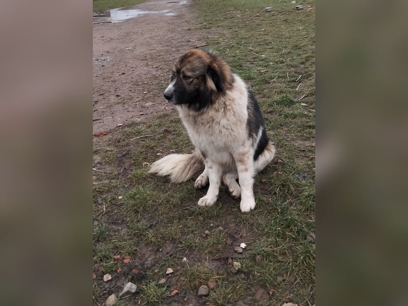 Rumänische Hirtenhund