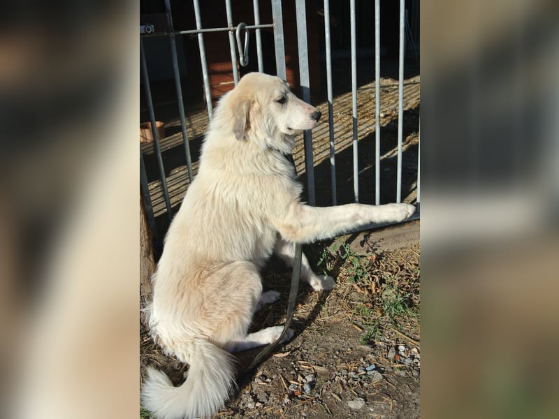 Rumänische Hirtenhund