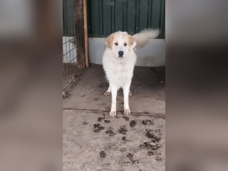 Rumänische Hirtenhund