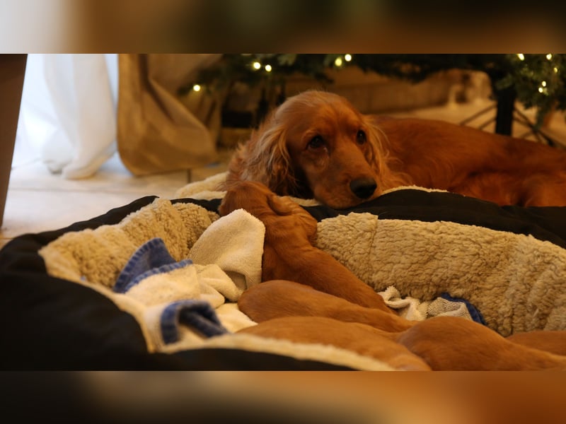 Bezaubernde Englische Cocker Spaniel Welpen suchen ihr Traumzuhause!* ❤