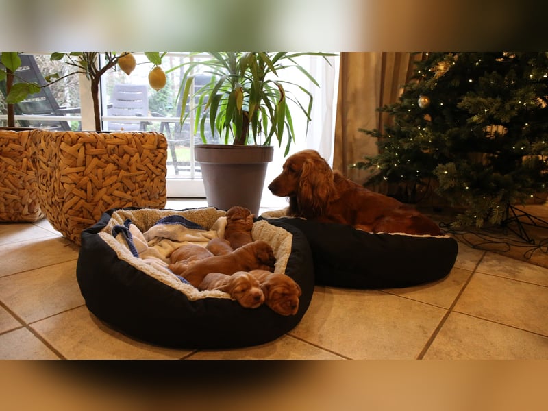 Bezaubernde Englische Cocker Spaniel Welpen suchen ihr Traumzuhause!* ❤