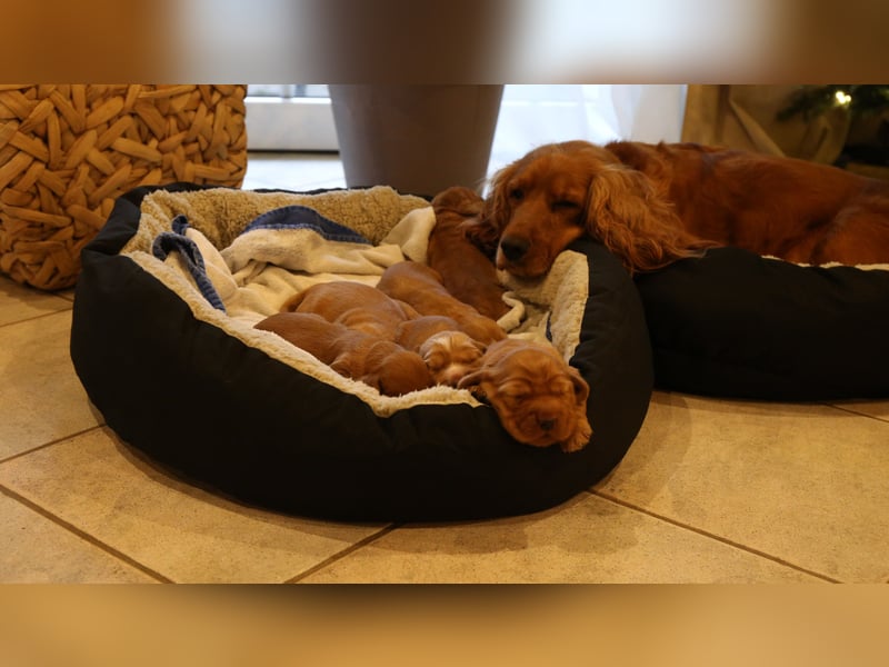Bezaubernde Englische Cocker Spaniel Welpen suchen ihr Traumzuhause!* ❤