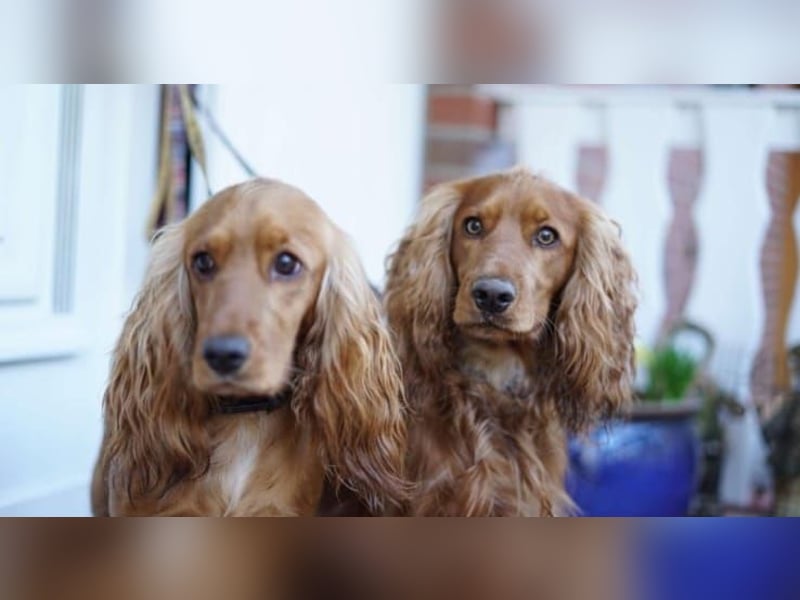 Bezaubernde Englische Cocker Spaniel Welpen suchen ihr Traumzuhause!* ❤