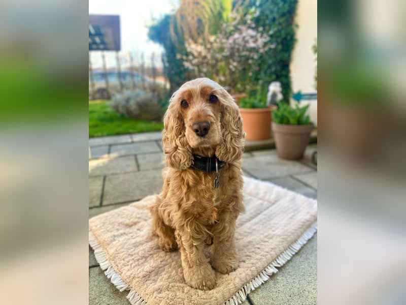 Charlotte - gelehrig und intelligent
